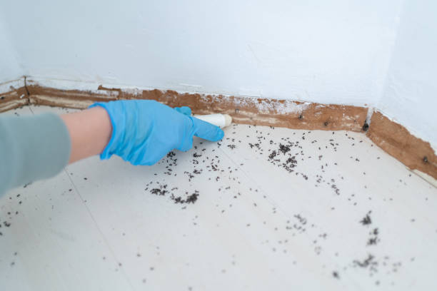 Professional Pest Control in Winter Springs, FL