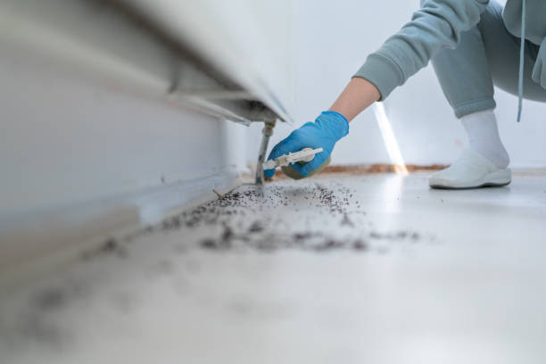 Pest Prevention Services in Winter Springs, FL